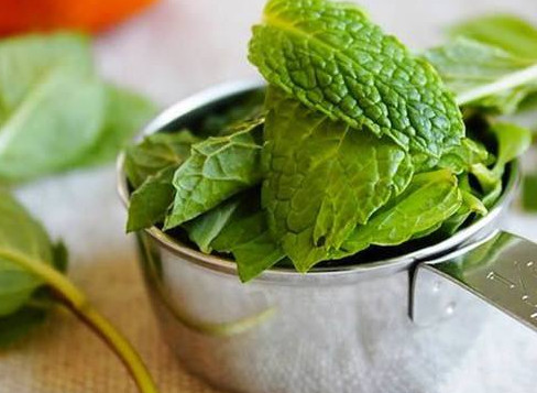 薄荷葉哪里有賣？哪里有薄荷葉賣