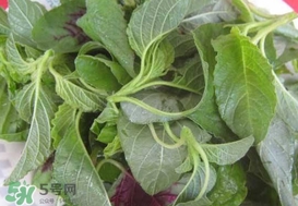 野莧菜能吃嗎？野莧菜圖片