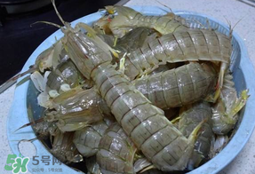 皮皮蝦死的怎么清洗？死的皮皮蝦怎么清洗？