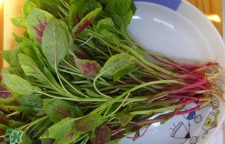 莧菜怎么洗？莧菜怎么擇