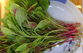 汗菜不能和什么一起吃？汗菜不能同什么一起吃