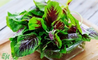 汗菜怎么摘？汗菜怎么擇