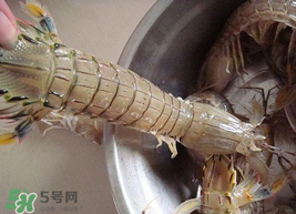 皮皮蝦可以放冰箱嗎？皮皮蝦能放冰箱保存嗎？