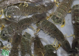 皮皮蝦可以放冰箱嗎？皮皮蝦能放冰箱保存嗎？