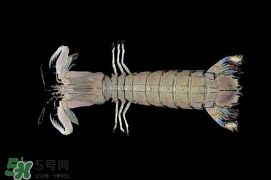 皮皮蝦有黃嗎？皮皮蝦什么時候有黃？