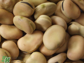 蠶豆長(zhǎng)蟲(chóng)還能吃嗎？蠶豆怎么保存不長(zhǎng)蟲(chóng)？