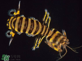 皮皮蝦吃公的還是母的？皮皮蝦公母哪個好吃？