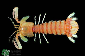 皮皮蝦吃公的還是母的？皮皮蝦公母哪個好吃？