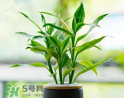 富貴竹可以和百合一起養(yǎng)嗎？富貴竹可以和什么花養(yǎng)？