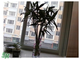 富貴竹葉子發(fā)黃怎么辦？富貴竹怎么養(yǎng)才能更旺盛？