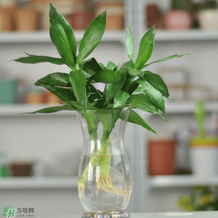 富貴竹有毒嗎？富貴竹有什么作用？