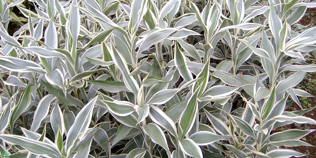 富貴竹有幾個(gè)品種？富貴竹有種子嗎？