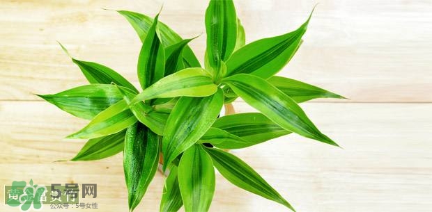 富貴竹可以和百合一起養(yǎng)嗎？富貴竹可以和什么花養(yǎng)？