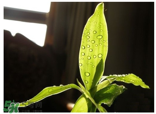 富貴竹葉子發(fā)黃怎么辦？富貴竹怎么養(yǎng)才能更旺盛？