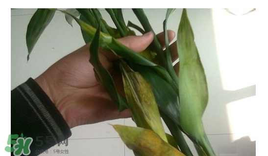 富貴竹葉子發(fā)黃怎么辦？富貴竹怎么養(yǎng)才能更旺盛？