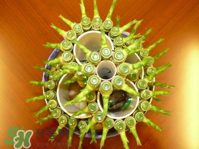 富貴竹有幾個(gè)品種？富貴竹有種子嗎？