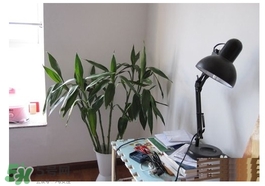 富貴竹葉子發(fā)黃怎么辦？富貴竹怎么養(yǎng)才能更旺盛？