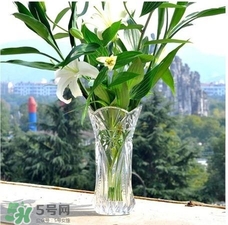 富貴竹有幾個(gè)品種？富貴竹有種子嗎？