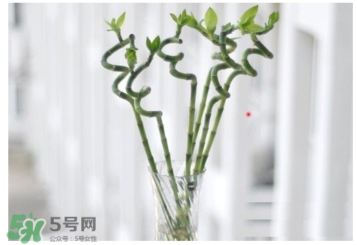 富貴竹葉子發(fā)黃怎么辦？富貴竹怎么養(yǎng)才能更旺盛？