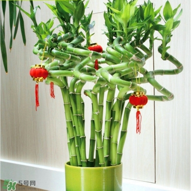 富貴竹有毒嗎？富貴竹有什么作用？