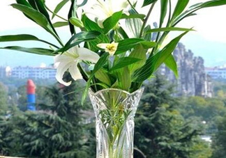 富貴竹有幾個(gè)品種？富貴竹有種子嗎？