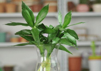 富貴竹有毒嗎？富貴竹有什么作用？