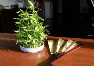 富貴竹葉子發(fā)黃怎么辦？富貴竹怎么養(yǎng)才能更旺盛？