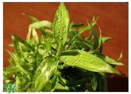 富貴竹葉子發(fā)黃怎么辦？富貴竹怎么養(yǎng)才能更旺盛？