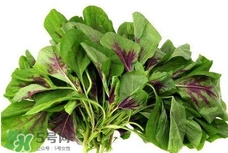 莧菜與什么相克？莧菜與什么食物相克