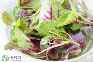 莧菜怎么洗？莧菜怎么擇