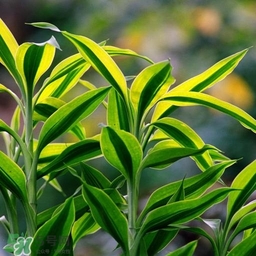 富貴竹有幾個(gè)品種？富貴竹有種子嗎？