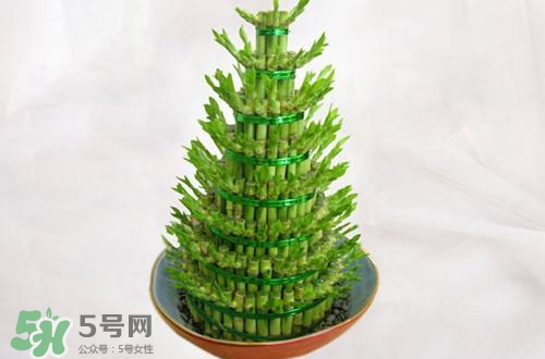 富貴竹可以和百合一起養(yǎng)嗎？富貴竹可以和什么花養(yǎng)？