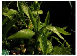 富貴竹葉子發(fā)黃怎么辦？富貴竹怎么養(yǎng)才能更旺盛？