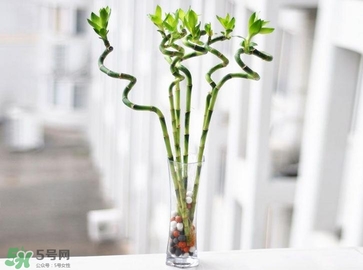 富貴竹有毒嗎？富貴竹有什么作用？