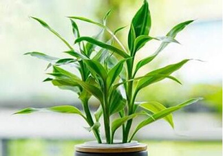 富貴竹可以和百合一起養(yǎng)嗎？富貴竹可以和什么花養(yǎng)？