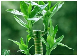 富貴竹葉子發(fā)黃怎么辦？富貴竹怎么養(yǎng)才能更旺盛？