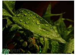 富貴竹葉子發(fā)黃怎么辦？富貴竹怎么養(yǎng)才能更旺盛？