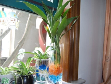 富貴竹有毒嗎？富貴竹有什么作用？