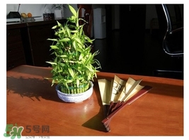 富貴竹葉子發(fā)黃怎么辦？富貴竹怎么養(yǎng)才能更旺盛？