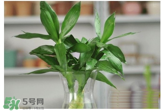 富貴竹葉子發(fā)黃怎么辦？富貴竹怎么養(yǎng)才能更旺盛？