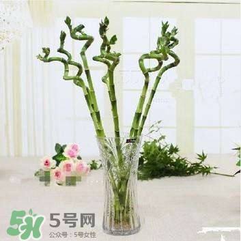 富貴竹有幾個(gè)品種？富貴竹有種子嗎？