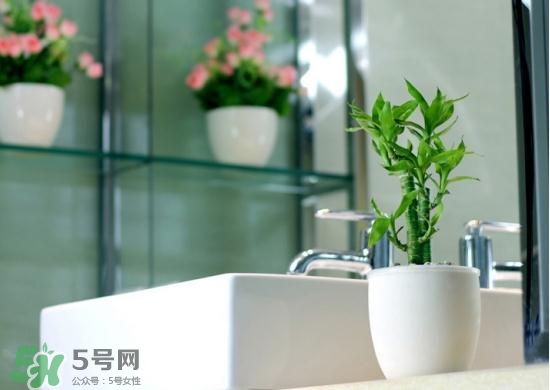 富貴竹有毒嗎？富貴竹有什么作用？