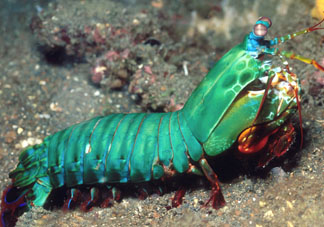 ?皮皮蝦發(fā)綠能吃嗎？?皮皮蝦變綠了還能吃嗎？