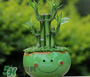 富貴竹可以和百合一起養(yǎng)嗎？富貴竹可以和什么花養(yǎng)？