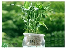 富貴竹葉子發(fā)黃怎么辦？富貴竹怎么養(yǎng)才能更旺盛？