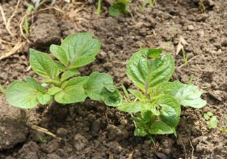 谷雨能種土豆嗎？谷雨前后能種土豆嗎？