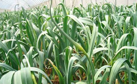 蒜苔如何采摘？蒜苔的采摘技術(shù)