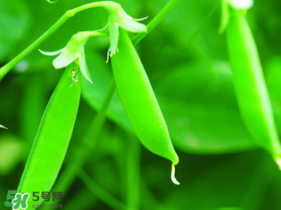 荷蘭豆能生吃嗎？荷蘭豆生的可以吃嗎？