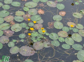 莼菜不能和什么一起吃？莼菜和什么相克？