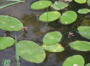 莼菜不能和什么一起吃？莼菜和什么相克？
